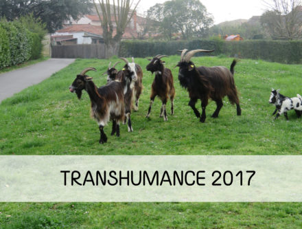 transhumance